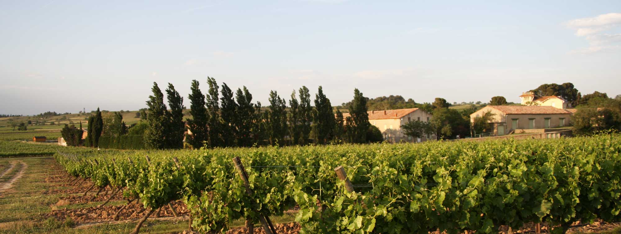 vineyard saint aunay