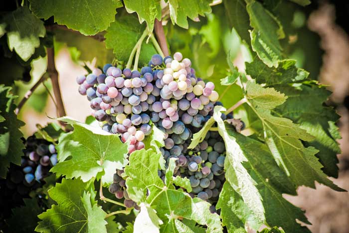 minervois's vineyards