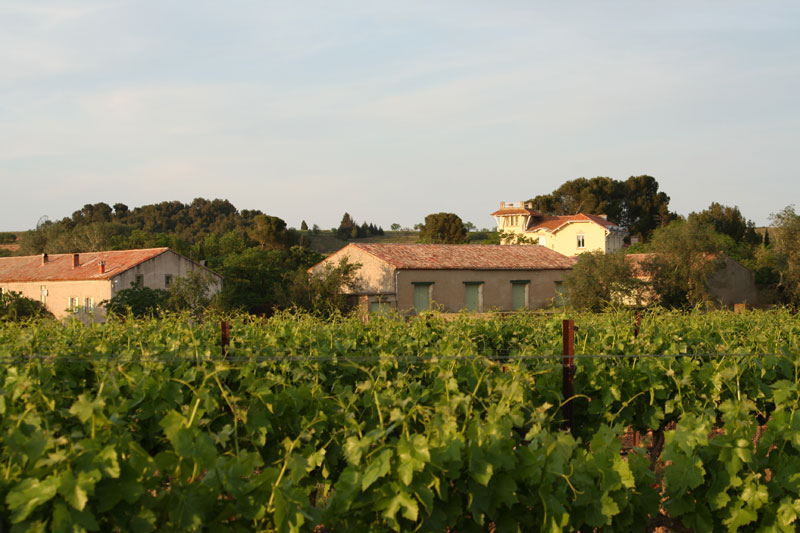 vineyard saint aunay